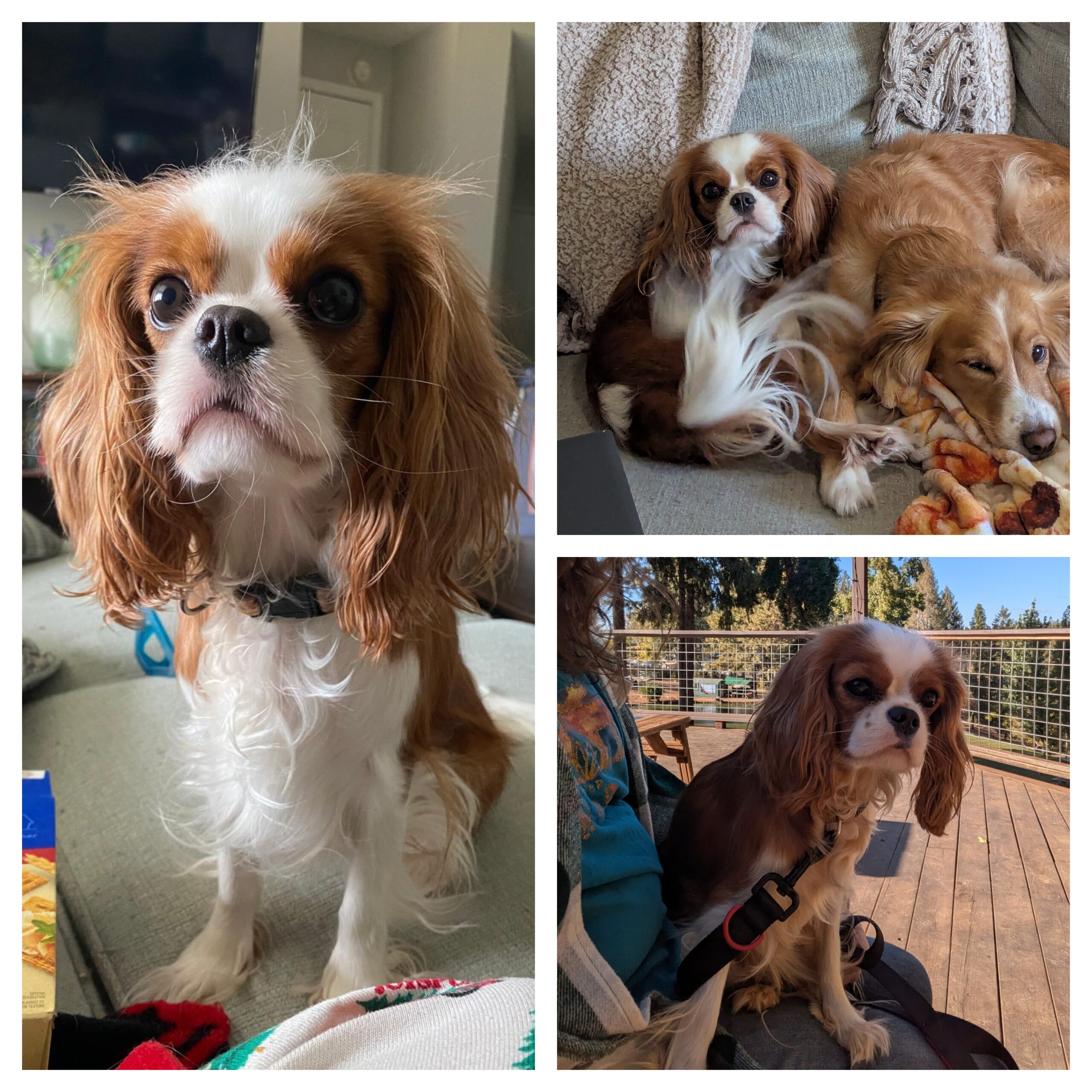 Winnie-AKC King Charles Cavalier - Quartz Mountain Doodles