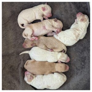 Mini goldendoodle puppies
