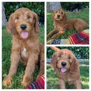 Winthrop, a beautiful shaggy coated small standard goldendoodle is fun loving .